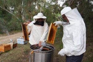 النحالون يبدأون موسم حصاد العسل الأول في أضنة